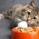 Why Ziwi Peak Cat Meals Would possibly Be an Wonderful Selection for Your Fluffball