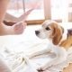 5 Easy Canine Coaching Ideas for New Homeowners