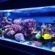 Distinctive and Fascinating Additions to Your Fish Tank