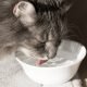 5 Methods To Get Your Cat To Drink Extra Water