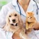 The Animal Clinic’s Ardour for Enhancing the Lives of Animals