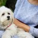 How To Discover A Reliable Pet Sitter On-line