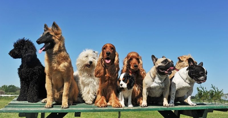 7 Ideas For Selecting A Canine Breed To Swimsuit Your Household
