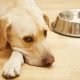 5 Greatest Milk Replacements For Your Pet