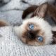 5 Enjoyable Information About Siamese Cats