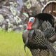 Minnesota Wild Turkey Looking: 5 Key Takeaways