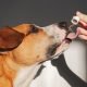 All The Good Sides Of CBD Oil For Canine