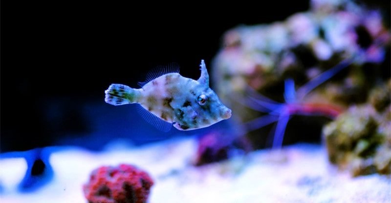 The Final Information to Conserving Aiptasia Filefish in Your Reef Tank