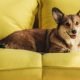 Bringing A New Canine To Residence? 5 Gadgets You Should Have