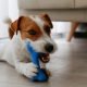 5 Chew Snacks to Preserve Your Canine Busy